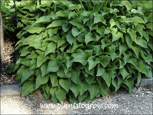 Hosta venusta
Small green, heart shaped leaves in a compact plant